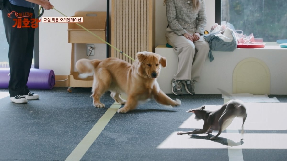 Charming puppy interactions in JTBC's Project 7 capture attention and hearts
