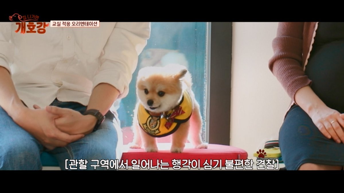 Watch the exciting puppy relationships bloom on Project 7 airing June 1